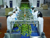 Food Processing Bearings